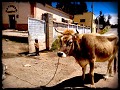 Dagelijks leven in Bolivië 