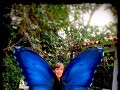 De mooiste vlinder van allemaal, volgens Ruben