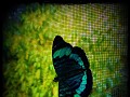 Kleurrijke vlinder waarmee we de kamer deelden