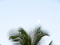 Zie de maan schijnt door de palmbomen.
