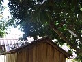 Onze Daauw Home: Laotiaanse bungalow. 