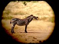 Een gelukkige zebra