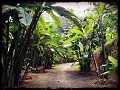 Queen Sirikit Botanical Garden: banana trail