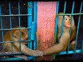 Talad Zoo: Deze aapjes weten duidelijk dat ze naas
