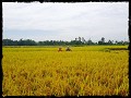 Bij gebrek aan maïs, verstoppertje tussen rijst :)