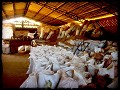 Een oogst van 50 kg sojabonen per zak