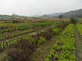Alles over rijst in 'The Living Land' (19)