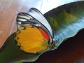 Biologie extra-muros (2)
