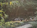 Chiang Mai - tweedaagse trekking (23)