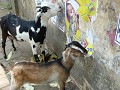 A common sight on the streets in India: animals ea