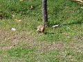 I spotted this hoopoe in Jaipur Central Park