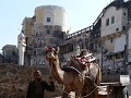 I fell in love with camels!