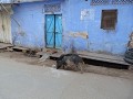 rajasthan-bundi-street-life-1403022033