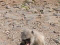 Loads of monkeys around