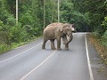 De eerste olifant in het wild!!! (1 van de 2.000 i