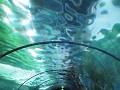 Sydney Aquarium 
