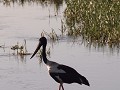 En natuurlijk de Jabiru 