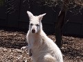 Een nieuwsgierige albino kangaroo 