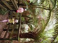 Paulina vond dit een bos op kindermaat want papa m