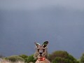 En vele kangaroos bij valavond 