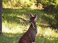 Ooooooooooo, eentje met een Joey