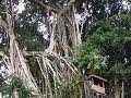 De tempel bezit ook een prachtige banyan tree, doe