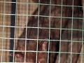 De Luwak, een gevaarlijk nachtdier, wiens uitwerps