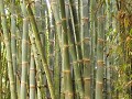 Een stukje bamboo bos