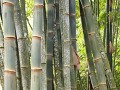 Bamboo monkey