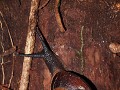 Snail