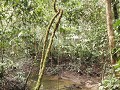 Jungle stream 