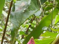 Jungle flower 