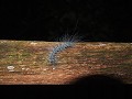 Fluffy caterpillar