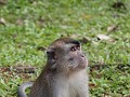 Macaque 