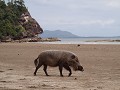 Piggy on the beach 