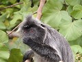 Silver leaf monkey 