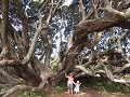 Majestueuze Pohutukawa