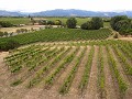 Marlborough wijnvelden