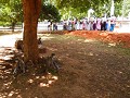 Monkeys enjoying shade under the tree