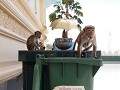 Monkeys taking everything out of the trash bins