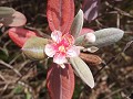 Another altitude flower