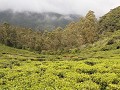 Tea plantations all around 