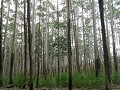 Through eucalyptus forest, nice smell..... 