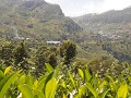 Many more tea plantations 