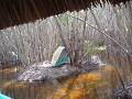 Boottochtje naar cenote