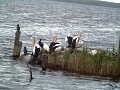 pelikanen bij Bombah Broadwater
