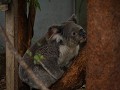  schattige koala's in hospitaal