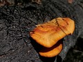 dit is geen paprika chips maar een soort 'paddesto