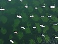  Belmont  Bay - Lake Macquarie