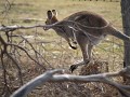  bij het minste geluid springt skippy weg